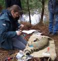Nina Klar put a transmitter to an anesthetized wildcat to monitor the moving patters. Clearly visible is the bushier hair and the dark rings at tail . This is the best way to differentiate wildcats from the domesticated cats.
The researchers of OEKO-LOG fitted six tomcats and six feline cats with radio-transmitters to track their home ranges. Over the space of four years a database was developed with over 13,000 entries of wildcat localizations. Nina Klar put a transmitter to an anesthetized wildcat to monitor the moving patters. Clearly visible is the bushier hair and the dark rings at tail . This is the best way to differentiate wildcats from the domesticated cats.
The researchers of OEKO-LOG fitted six tomcats and six feline cats with radio-transmitters to track their home ranges. Over the space of four years a database was developed with over 13,000 entries of wildcat localizations.