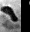 RIGHT IMAGE: The visual and infrared mapping spectrometer (VIMS) aboard NASA's Cassini orbiter captured this detailed, partial view of Titan's Ontario Lacus at 5 microns wavelength from 1,100 kilometers away, or about 680 miles away, on Dec. 4, 2007. Only part of the lake is visible on Titan's sunlit side. What appears to be a 'beach' is seen in the lower right of the image, below the bright lake shoreline. 

LEFT IMAGE: Cassini's Imaging Science System took this image of Lacus Ontario in June 2005.