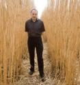 Using the grass Miscanthus x giganteus as a feedstock for ethanol production would significantly reduce the amount of farmland needed for biofuels, said U. of I. crop sciences professor Stephen P. Long.