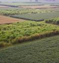 Corn, switchgrass and Miscanthus are grown side by side in experimental plots in Urbana, Ill. These fields, shown in 2006, were in their second year of growth.