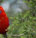 A crimson rosella.