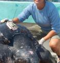 University of New Hampshire Ph.D. student Kara Dodge with a satellite-tagged leatherback turtle just prior to its release in Vineyard Sound.