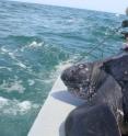 "Henry," the first free-swimming leatherback captured in New England waters, was tagged with a GPS-linked satellite tag by researchers from the University of New Hampshire's Large Pelagics Research Center.