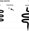 The smallest animals have young that are proportionately enormous relative to the adults.  The figure shows that hatchlings of the smallest snakes are one-half the length of an adult, whereas the hatchlings of the largest snakes are only one-tenth the length of an adult.  Tiny snakes produce only one massive egg -- relative to the size of the mother -- which suggests that natural selection is trying to keep the size of hatchlings above a critical limit in order for them to survive.