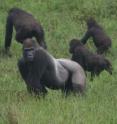 A western lowland gorilla silverback among members of a group.