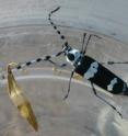 A <I>Rosalia funebris</I> female (common name, banded alder borer), which attacks a variety of hardwood trees.  UC Riverside entomologist Jocelyn Millar and University of Illinois entomologist Larry Hanks have identified an excellent attractant for this species.  The attractant is produced by the males.