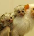 The silvery marmoset is one species that now benefits from a noninvasive iron test, modified from a test used for humans by veterinarians from the Wildlife Conservation Society