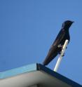 Purple martins rely on the volunteer efforts of conservationists, whether their motivations to help are egoistic or altruistic.