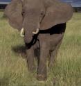 In a recent paper in The Royal Society's <i>Biology Letters,</i> conservationists with the Wildlife Conservation Society and the Zoological of London found that the oldest matriarch elephants may retain valuable memories of permanent sources of food and water and their that become crucial in times of drought.