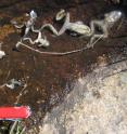 Dead southern mountain yellow-legged frogs (<I>Rana muscosa</I>) killed by the chytrid fungus. Sixty Lake Basin, Kings Canyon National Park, California USA.
