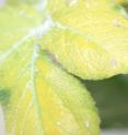 A yellowing infected potato plant. The white sugary-looking substance is psyllid excreta. The clear whitish substance is psyllid exoskeleton.