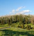 A loser of climate change: Common spruce (<I>Picea abies</i>) is adapted to cool and humid conditions which are projected to prevail in smaller areas of Germany in the future. Water stress can increase the susceptibility of the tree species to pests and storms.