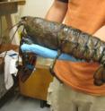 This drooping lobster is missing limbs and painted with dark spots, the tell-tale signs of shell disease.