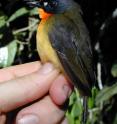 A male specimen of the newly-discovered olive-backed forest robin is carefully examined in the hand of Brian Schmidt, the Smithsonian ornithologist who discovered the species.