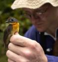 Brian Schmidt, a research ornithologist at the Smithsonian Institution makes notes of a female specimen of the newly discovered olive-backed forest robin in Gabon.