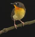 Although less vibrant than the male olive-backed forest robin, this female still exhibits a bright orange and yellow throat and distinctive white dot in front of each eye.