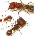 The three female castes of the Florida harvester ant, <I>Pogonomyrmex badius.</i>  Clockwise from the top: new queen, major worker, minor worker.