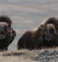 Research by Post and Pederson found that muskoxen graze more heavily than do caribou in certain areas, perhaps due to the sedentary nature of the muskox.