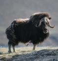 Research by Post and Pederson suggests that grazing by caribou and by muskoxen, such as the one in this photograph, may reduce the carbon-mitigating benefit of plants in the Arctic.