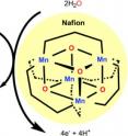 A manganese-oxo complex with a cubic {Mn4O4}7+ core catalyzes the electrooxidation of water when suspended within the aqueous channels of a Nafion membrane (see picture). Illumination with visible light under an applied potential of 1.0 V (vs Ag/AgCl) generates current over one thousand turnovers. The catalytically active species arises from photolysis and subsequent dissociation of the manganese complex.