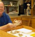 UO researcher Greg Nelson displays some samples from his collection of Palauan jaws with teeth.