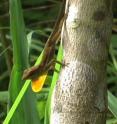 Male Anolis opalinus lizard displaying.