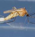 <I>Culex quinquefasciatus</i> laying eggs.  Each female mosquito can lay 200 eggs.