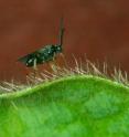 A subfamily of tiny wasps that prey on caterpillars is extraordinarily diverse, researchers say.