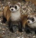 A two-month-old black-footed ferret (right) is pictured with its mother at the National Zoo's Conservation and Research Center in Front Royal. Va. on Aug. 18, 2008. The mother gave birth to the kit on June 21 after National Zoo reproductive scientists inseminated her with previously frozen semen from a male that died in 1998. Successful inseminations with frozen semen are extremely rare -- until now only three black-footed ferret kits have been born from this method.