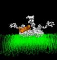 Molecular modeling of hybrid &#945;-syn (alpha-syn) (white) and Abeta (orange) oligomer in plasma membrane of affected neuron.