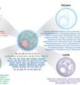 Illustration of basic molecular building blocks.