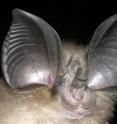 The big-eared horseshoe bat, <I>Rhinolophus macrotis</I>.