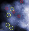 Electron micrographs showing inactive (left) and active (right) catalysts consisting of gold particles absorbed on iron oxide. The red circles indicate the presence of individual gold atoms. The yellow circles show the location of subnanometer gold clusters that can effectively catalyze the conversion of carbon monoxide to carbon dioxide. One nanometer is about half the size of a DNA molecule. (Color added for clarity)