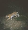 A tiger photographed ny a remote camera in Myanmar's Hukaung Tiger Reserve.