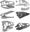 A montage of the skulls of several crurotarsan archosaurs, the "crocodile-line" archosaurs that were the main competitors of dinosaurs during the Late Triassic period (230-200 million years ago).  Dinosaurs and crurotarsans shared many of the same ecological niches, and some crurotarsans looked remarkably similar to dinosaurs.  However, by the end of the Triassic period most crurotarsans were extinct, save for a few lineages of crocodiles, while dinosaurs weathered the storm and began a 135-million-year reign of dominance.  Top (l-r): The rauisuchians Batrachotomus and Postosuchus; middle: the phytosaur Nicrosaurus and the aetosaur Aetosaurus; bottom: the poposauroid Lotosaurus and the ornithosuchid Riojasuchus.