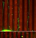 When immature neurons are placed on a microscopic running track, where flanking lanes are carpeted with repellant factors, their growing axons remain in their lanes (top). Neurons from mice lacking p75 are unreceptive to repulsive cues: when placed on the track, their axons meander all over the field, crossing lanes and running down repellant-covered stripes (bottom).