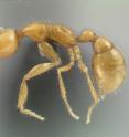 This new species of blind, subterranean, predatory ant, <I>Martialis heureka,</I> was discovered in the Amazon by Christian Rabeling at the University of Texas at Austin. It belongs to the first new subfamily of living ants discovered since 1923, and is a descendant of one of the first ant lineages to evolve over 120 million years ago.