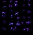 Mustard-plant seedlings glow as the genes that control rhythmic plant growth turn on just before dawn.