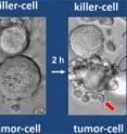 Granzymes going about their deadly work. A killer cell makes contact with a tumor cell (left) and detaches itself after one hour. After a further two hours, blisters appear (right, red arrow) on the surface of the cell that had been attacked.