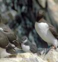 Guillemot with chick.