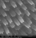 Enlarged view of surface of butterfly wings after application of coating using CEFR.