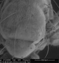 The magnified head of a fly coated with chalcogenic glass.