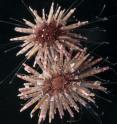 Species of sea urchin found during the CReefs expedition, Australia, 2008