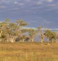 The Etosha National Park in the north of Namibia is the second largest nature reserve in Africa, measuring 20,000 square km.