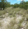 For the study, the researchers selected an area measuring 500 by 500 m in Etosha National Park because it has one dominant grass species and because it was possible to rule out interference such as grazing and other human influences.