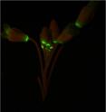 Expression of a flourescent protein in the abscission zone of <I>Arabidopsis thaliana.</i>