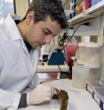 Nikos Poulakakis studying museum specimen for DNA samples.