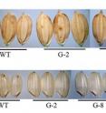 The researchers created transgenic lines of rice (G-2 and G-8) in which the GIF1 gene was overexpressed.  Compared to normal strains (WT), they found that the transgenic rice had larger and heavier grains.  In this figure, the grains on the top are from white rice and the grains on the bottom are from brown rice.