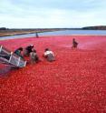 Cranberry harvest in New Jersey.