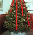 Advanced techniques may produce "European style" trees to meet consumer demands. Advanced techniques may produce "European style" trees to meet consumer demands.